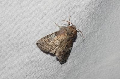<i>Tethea ocularis</i>