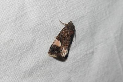 <i>Tyta luctuosa</i>