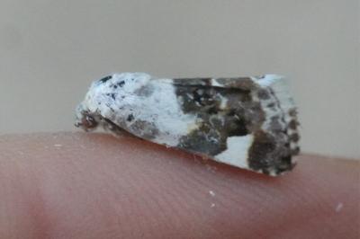 <i>Acontia lucida</i>