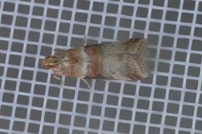 <i>Acrobasis tumidana</i>