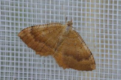 <i>Camptogramma bilineata</i>