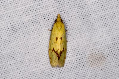 <i>Agapeta hamana</i>