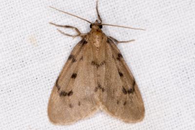 <i>Paidia rica</i>