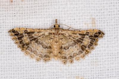 <i>Pterotopteryx dodecadactyla</i>