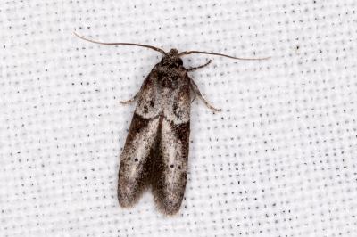 <i>Blastobasis glandulella</i>