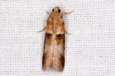 <i>Acrobasis tumidana</i>