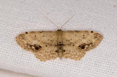 <i>Idaea dimidiata</i>