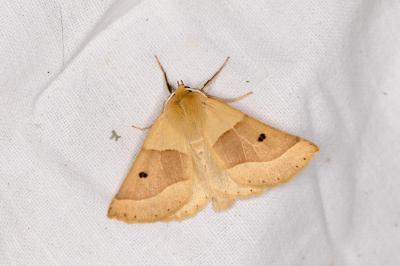 <i>Crocallis elinguaria</i>
