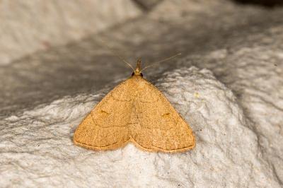 <i>Paracolax tristalis</i>