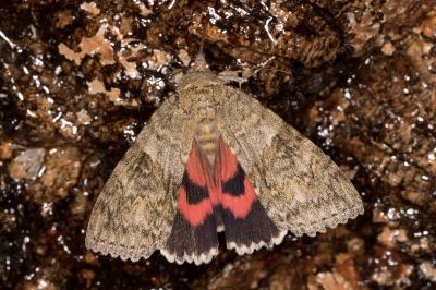<i>Catocala nupta</i>