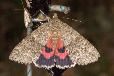 <i>Catocala nupta</i>