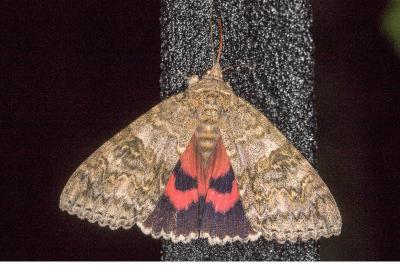 <i>Catocala nupta</i>
