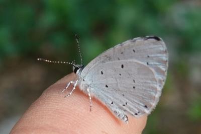<i>Celastrina argiolus</i>
