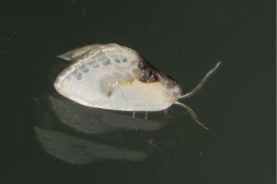 <i>Cilix glaucata</i>