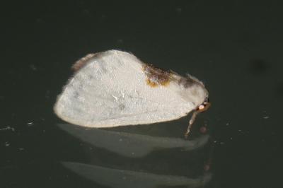 <i>Cilix</i>