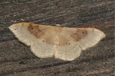 <i>Idaea degeneraria</i>
