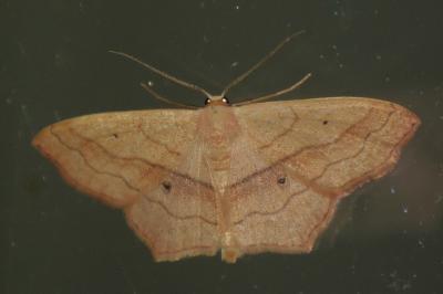 <i>Scopula imitaria</i>