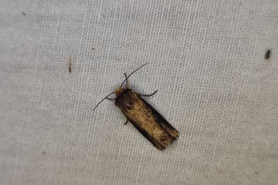 <i>Axylia putris</i>