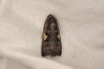 <i>Xestia c-nigrum</i>