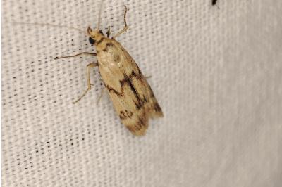 <i>Homoeosoma sinuella</i>