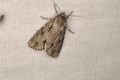 <i>Acronicta sp (psi/tridens)</i>