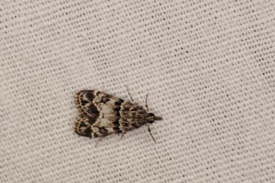 <i>Eudonia mercurella</i>