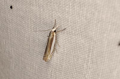 <i>Crambus pascuella</i>