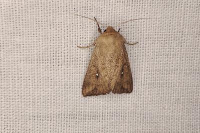 <i>Mythimna albipuncta</i>