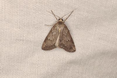 <i>Pachycnemia hippocastanaria</i>