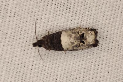 <i>Notocelia roborana</i>