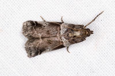 <i>Acrobasis legatea</i>