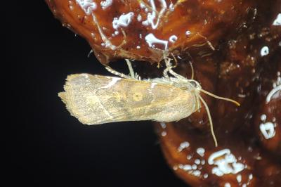 <i>Cosmia affinis</i>