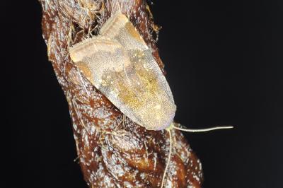 <i>Noctua janthe/janthina</i>