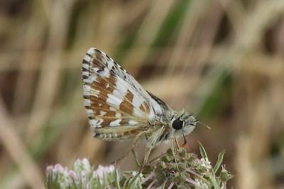 <i>Pyrgus armoricanus</i>