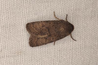 <i>Hoplodrina blanda</i>