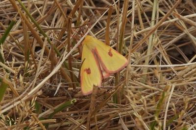 <i>Diacrisia sannio</i>