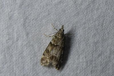 <i>Eudonia mercurella</i>