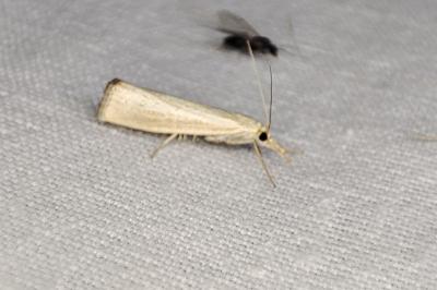 <i>Agriphila straminella</i>