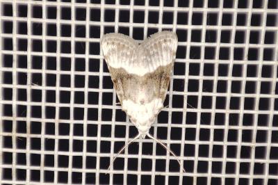 <i>Meganola albula</i>