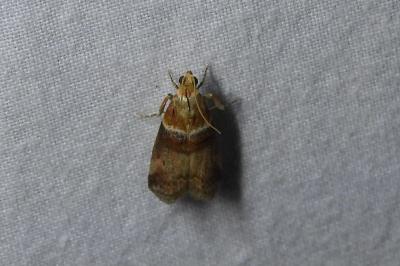 <i>Acrobasis tumidana</i>