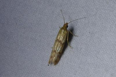 <i>Homoeosoma sinuella</i>
