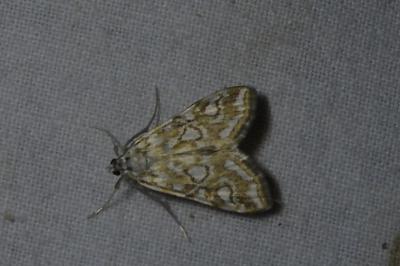 <i>Elophila nymphaeata</i>