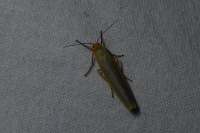 <i>Manulea complana</i>