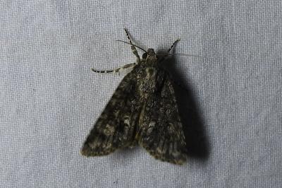 <i>Acronicta rumicis</i>