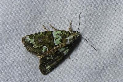<i>Cryphia algae</i>