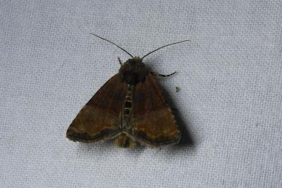 <i>Mesoligia furuncula</i>