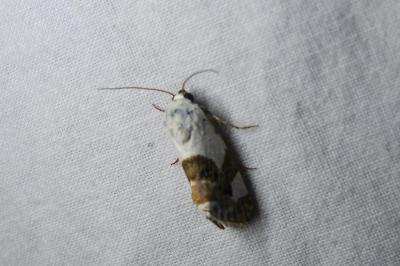 <i>Acontia lucida</i>