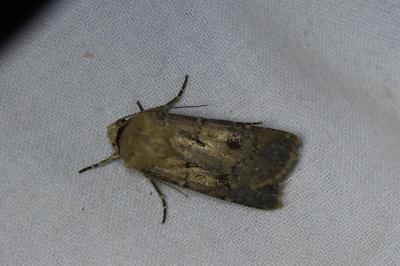<i>Agrotis exclamationis</i>