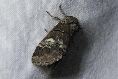 <i>Drymonia querna</i>