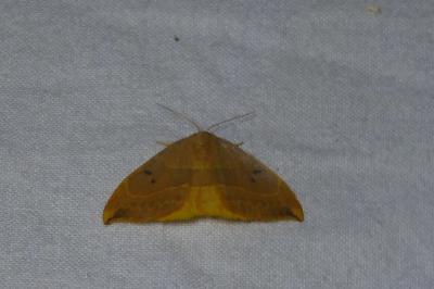 <i>Watsonalla binaria</i>